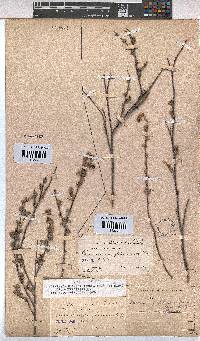Hermannia diversistipula var. diversistipula image