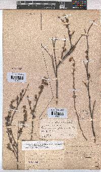 Hermannia diversistipula var. diversistipula image