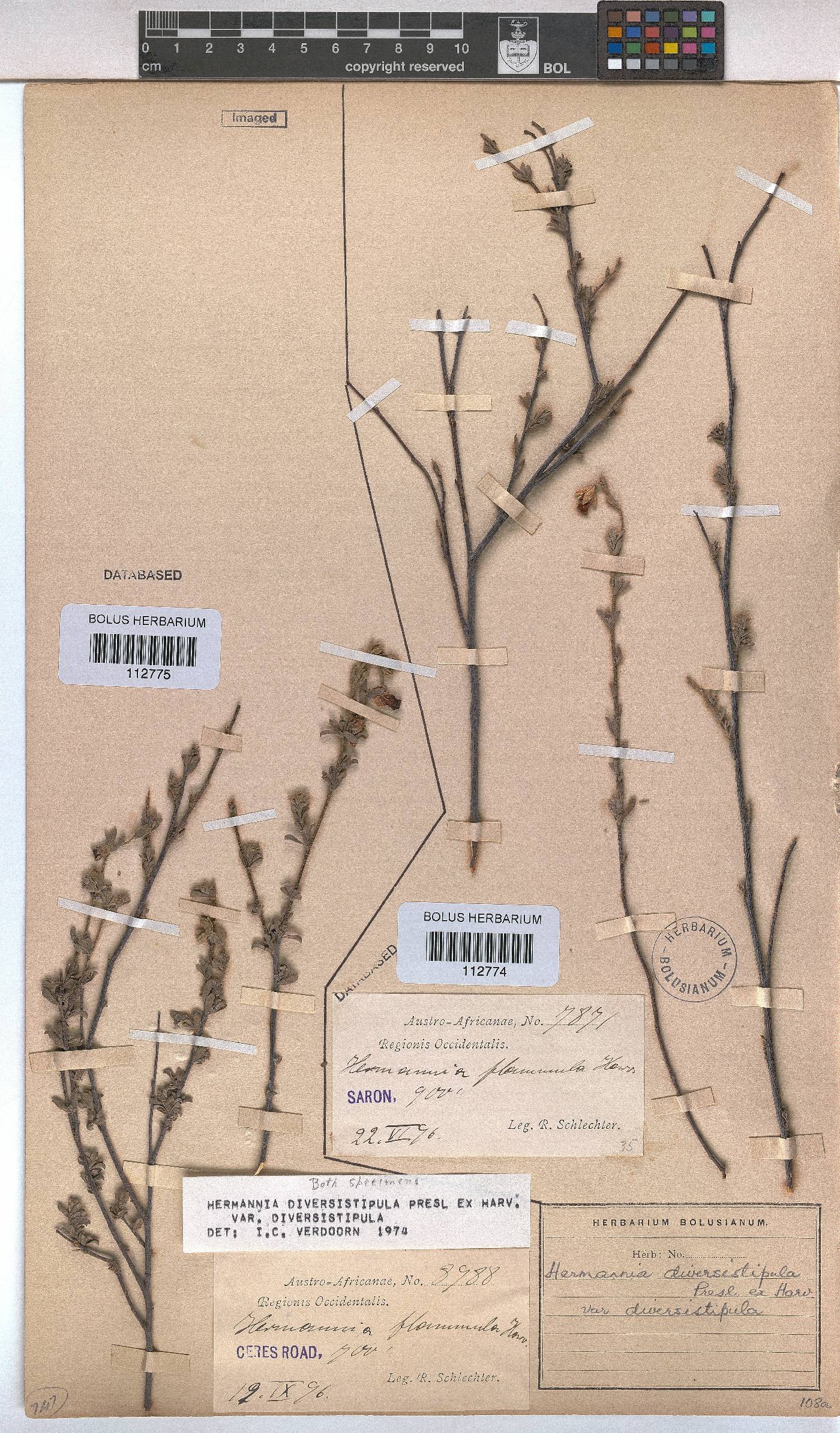 Hermannia diversistipula var. diversistipula image