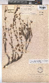 Hermannia diversistipula var. diversistipula image