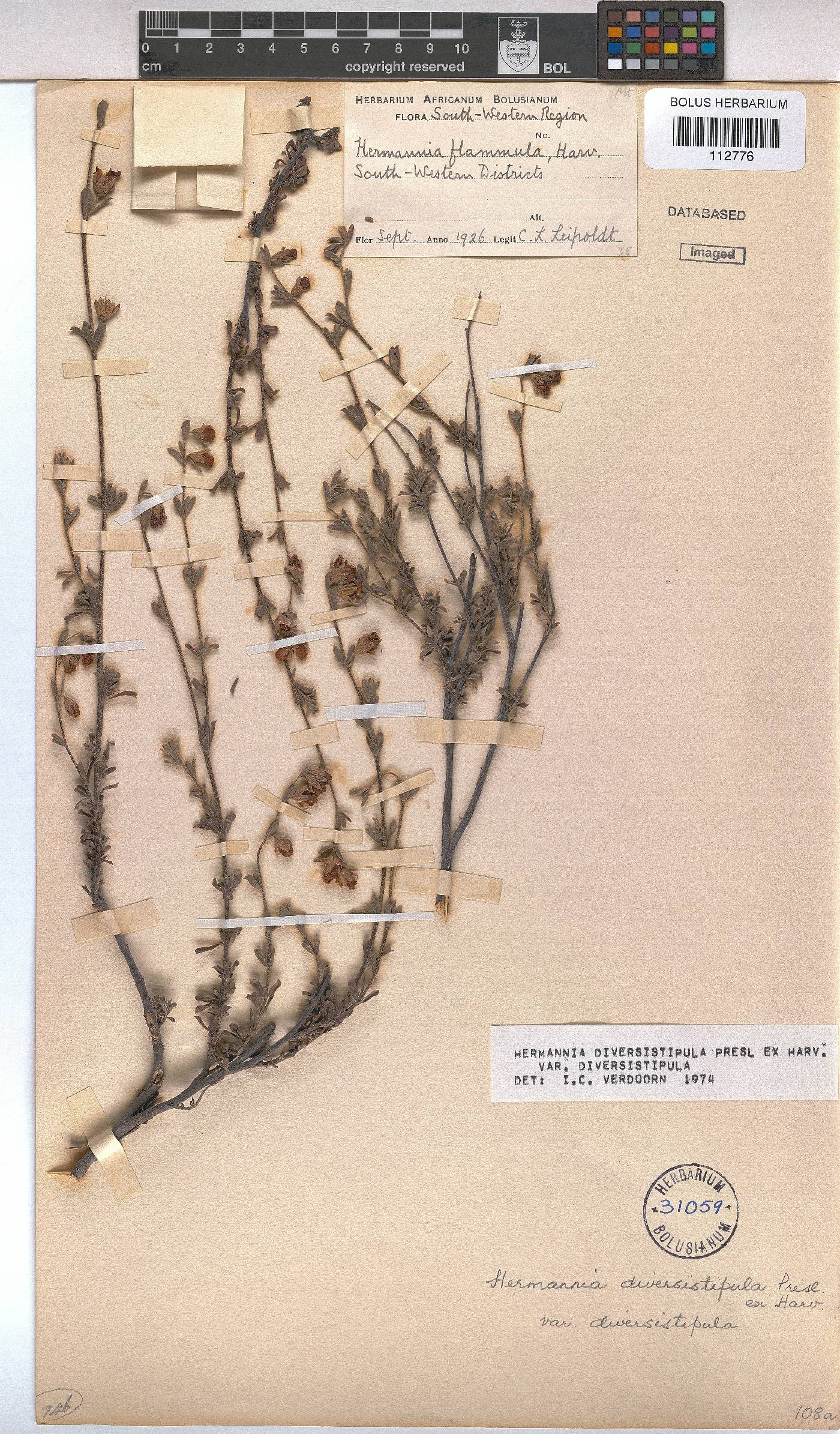 Hermannia diversistipula var. diversistipula image