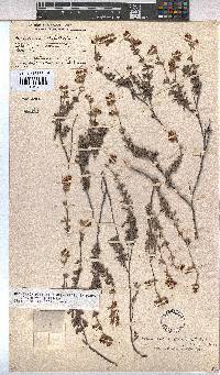 Hermannia diversistipula image