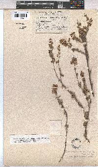 Hermannia diversistipula image