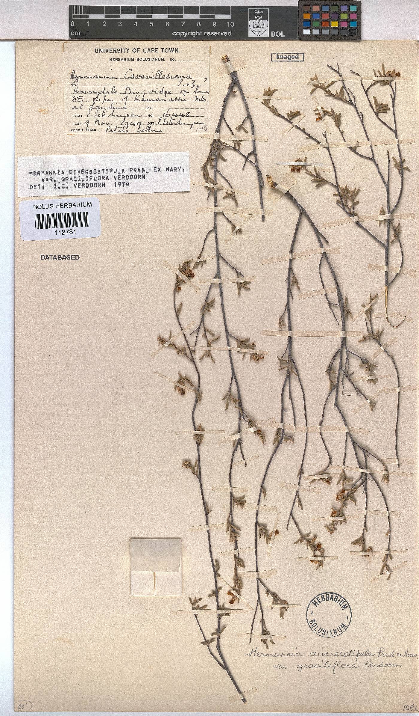 Hermannia diversistipula var. graciliflora image