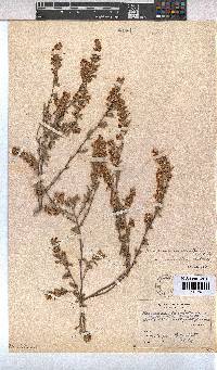 Hermannia diversistipula image