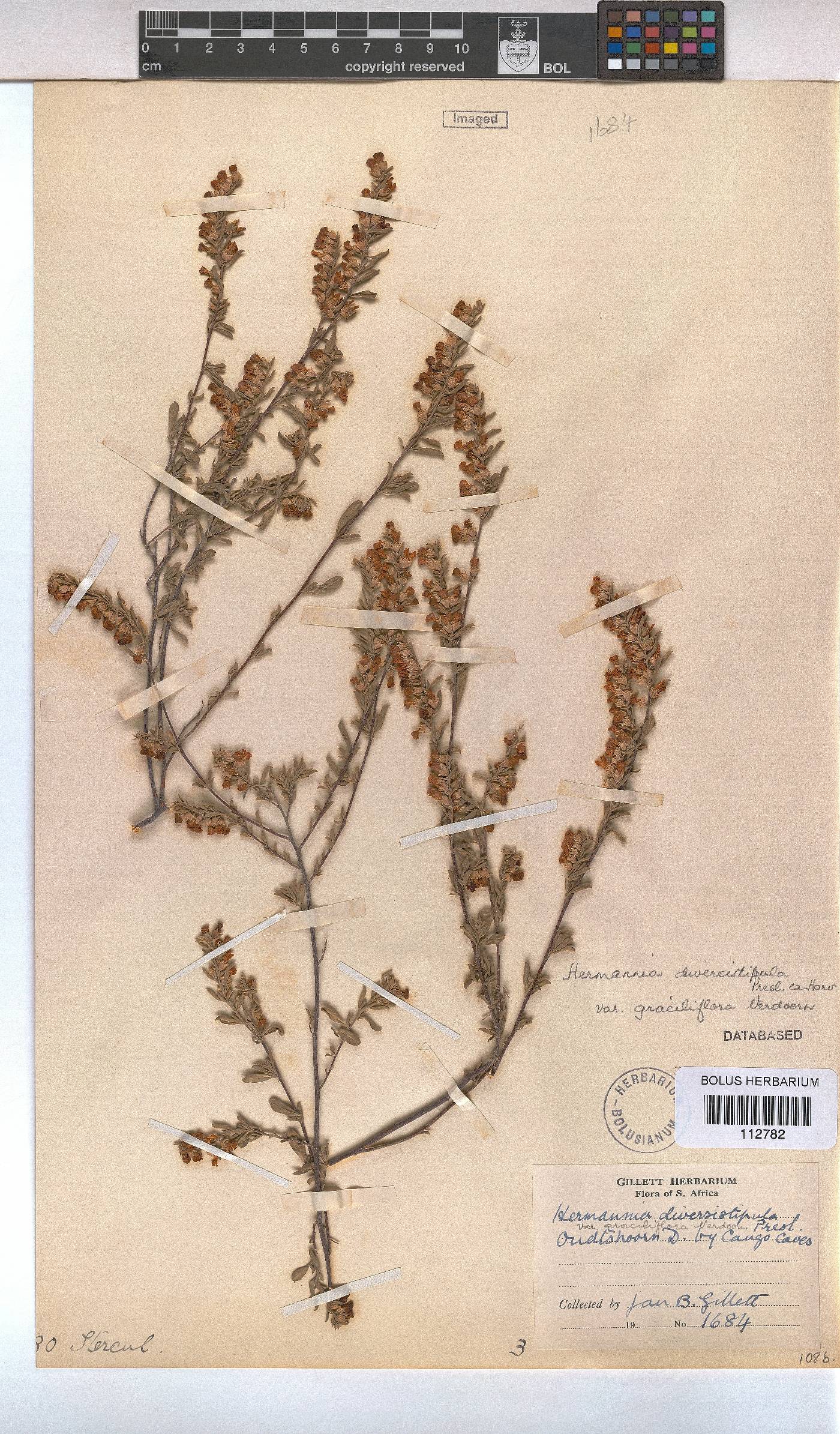 Hermannia diversistipula var. graciliflora image
