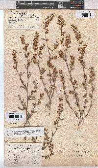 Hermannia diversistipula image