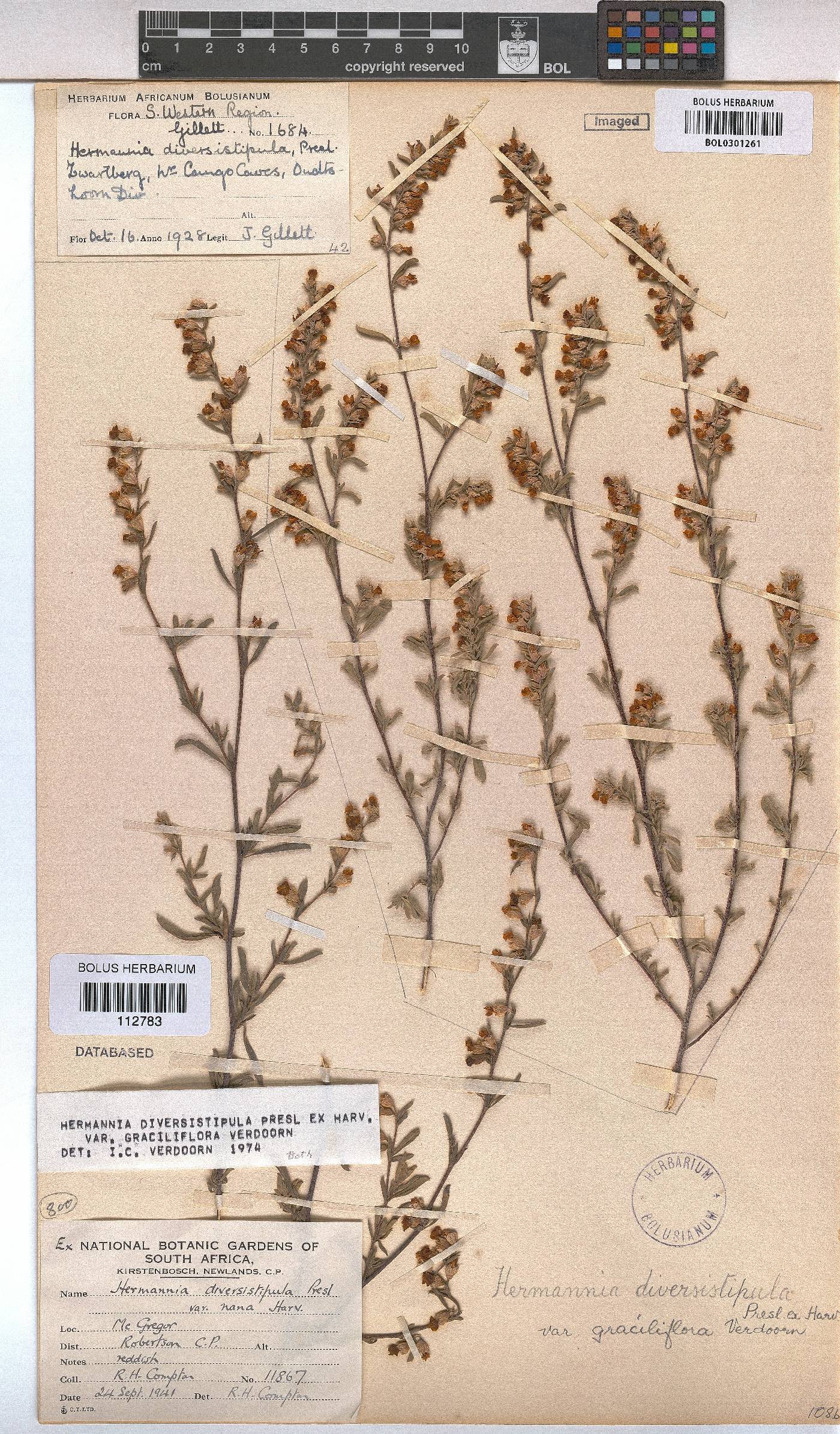 Hermannia diversistipula var. graciliflora image