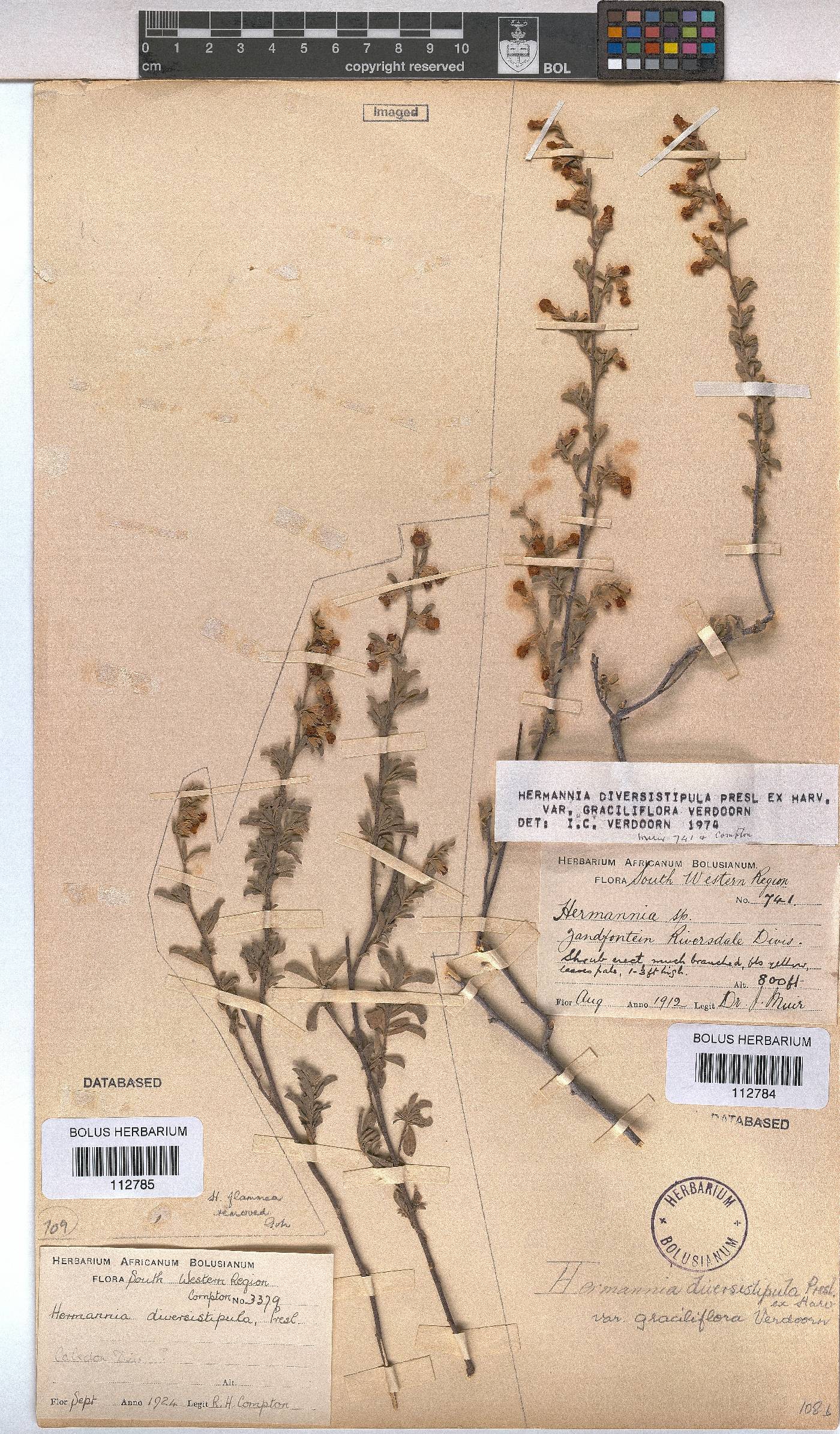Hermannia diversistipula var. graciliflora image