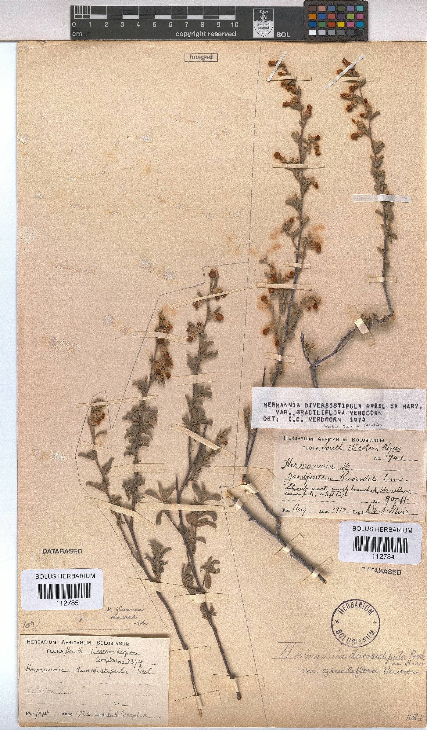 Hermannia diversistipula image