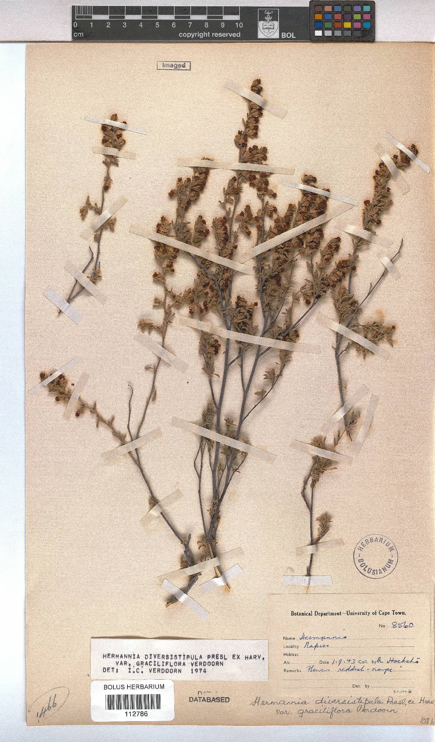 Hermannia diversistipula image