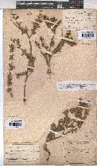 Hermannia diversistipula image