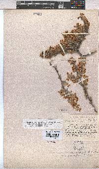 Hermannia diversistipula image
