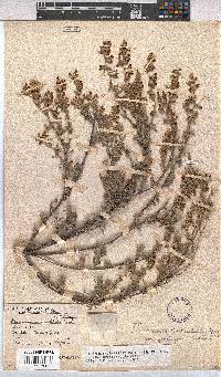 Hermannia diversistipula image