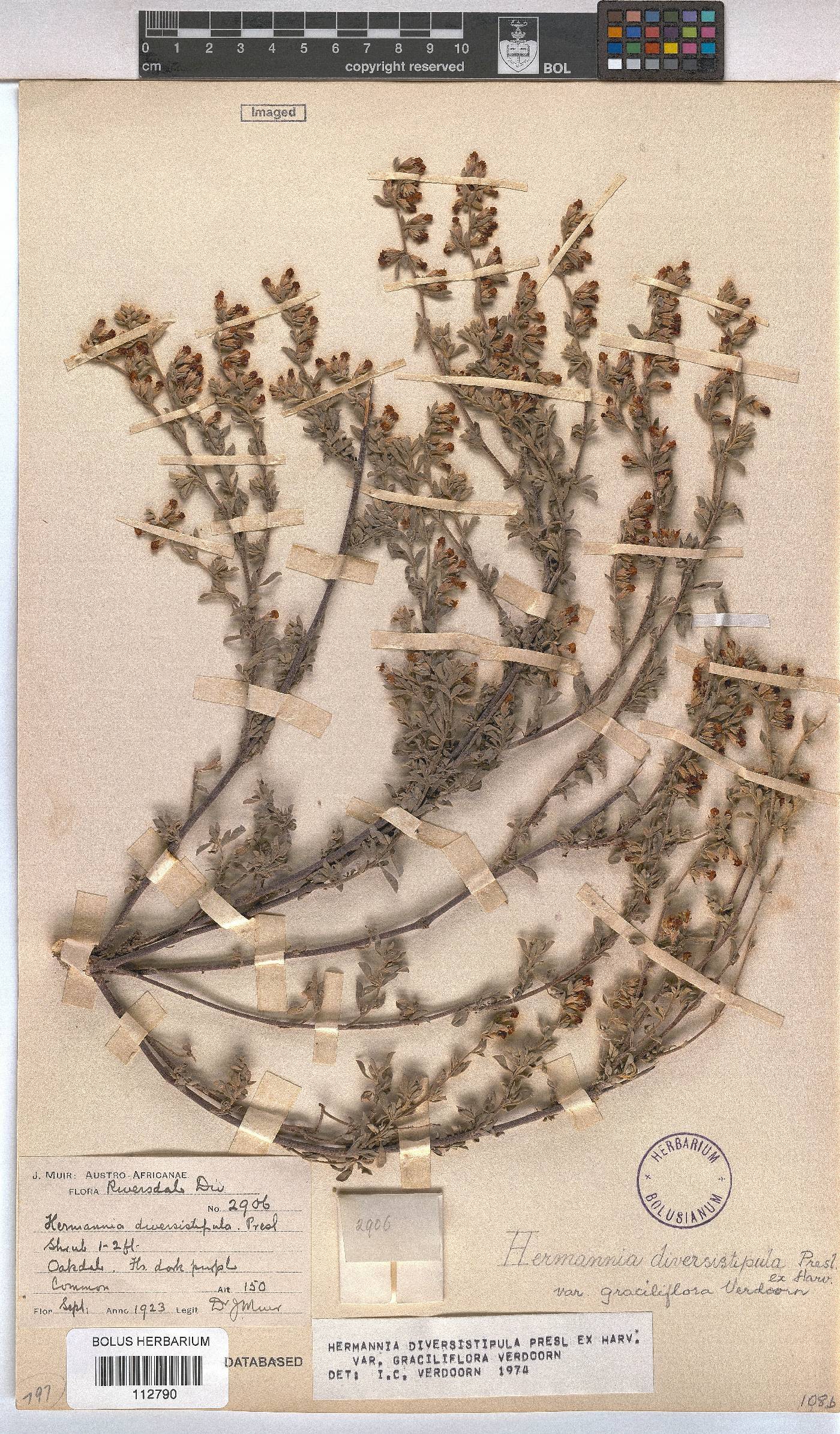 Hermannia diversistipula image