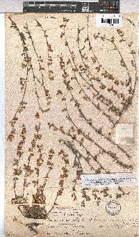 Hermannia diversistipula image