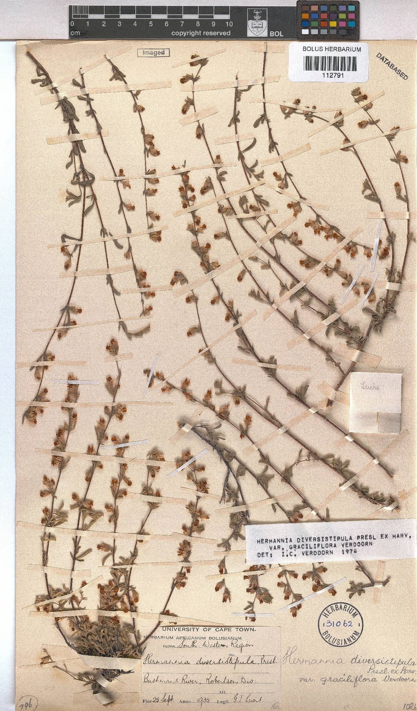 Hermannia diversistipula var. graciliflora image
