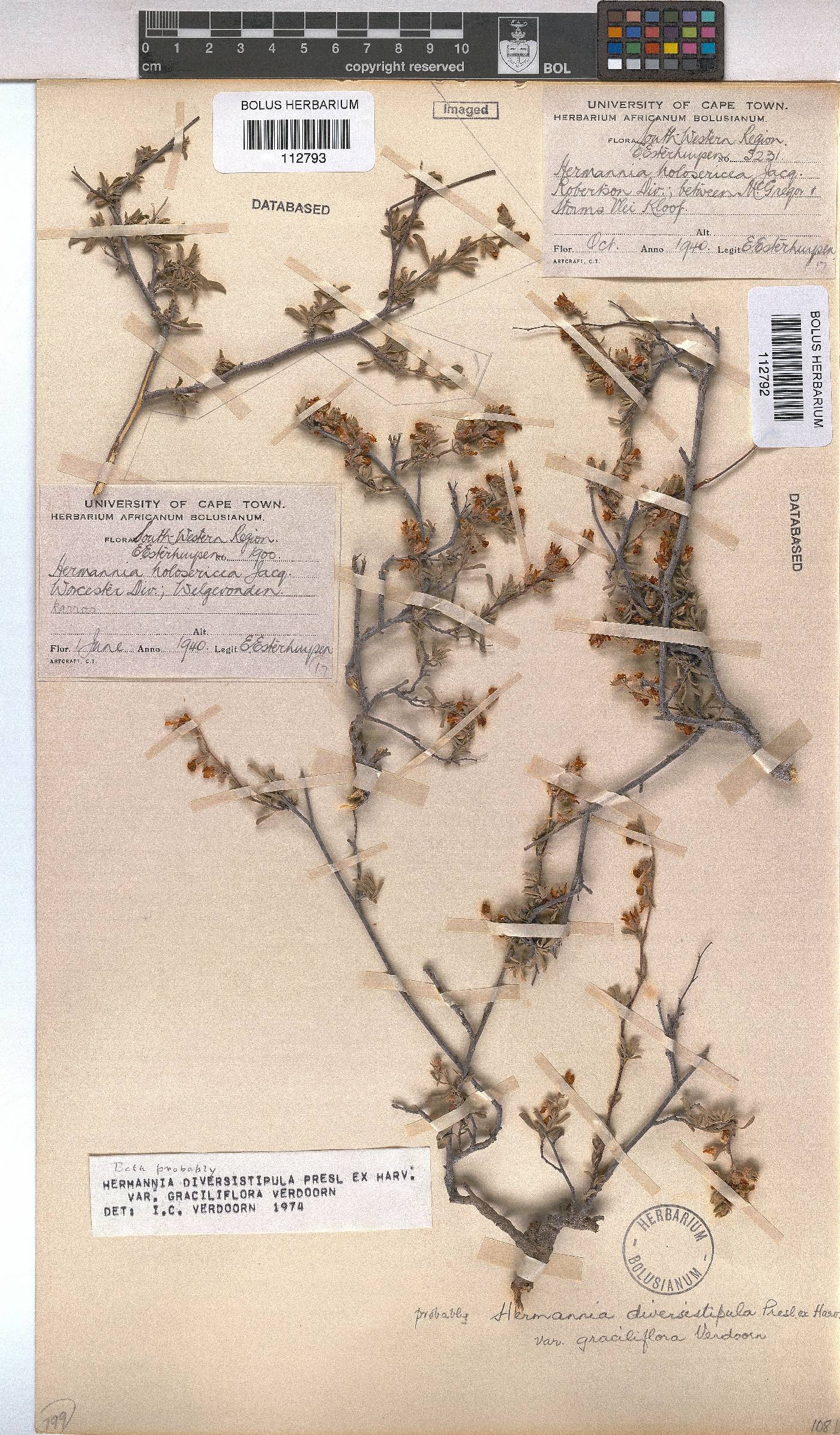 Hermannia diversistipula image