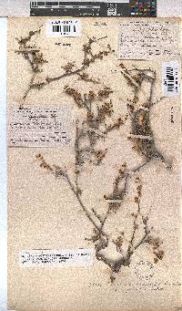 Hermannia diversistipula image