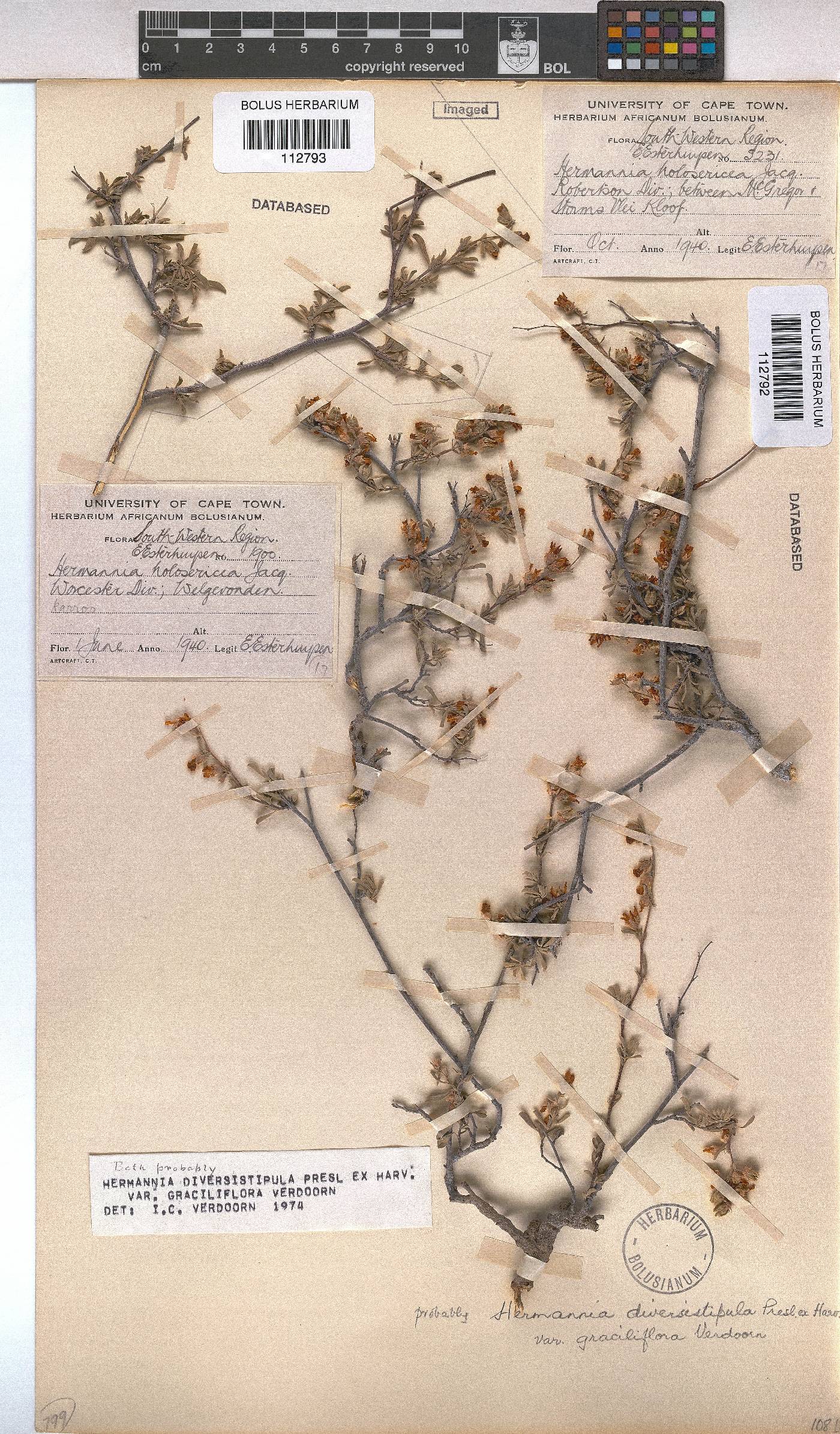 Hermannia diversistipula var. graciliflora image