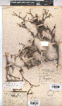 Hermannia cuneifolia var. cuneifolia image