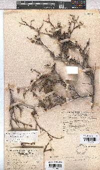 Hermannia cuneifolia var. cuneifolia image