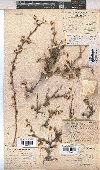 Hermannia cuneifolia var. cuneifolia image