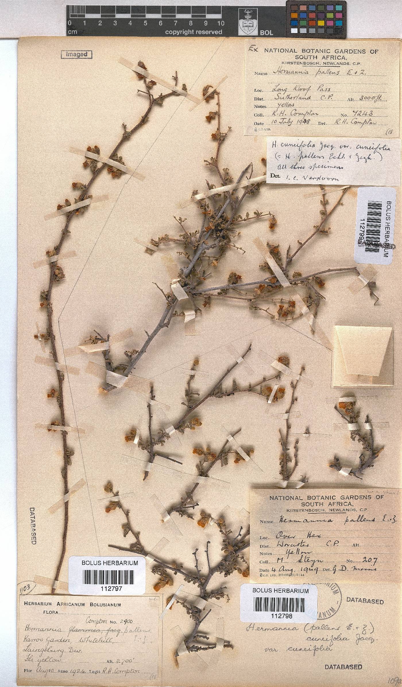 Hermannia cuneifolia var. cuneifolia image