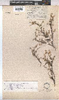 Hermannia cuneifolia var. cuneifolia image