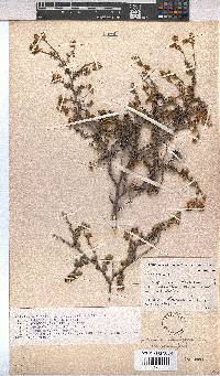 Hermannia cuneifolia var. cuneifolia image