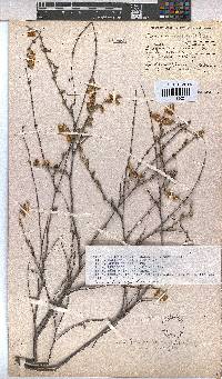 Hermannia cuneifolia var. cuneifolia image
