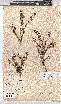 Hermannia cuneifolia var. cuneifolia image