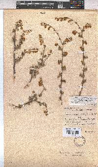 Hermannia cuneifolia var. cuneifolia image