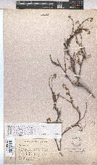 Hermannia cuneifolia var. cuneifolia image