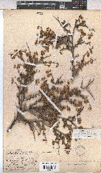 Hermannia cuneifolia var. cuneifolia image