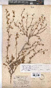 Hermannia cuneifolia var. cuneifolia image