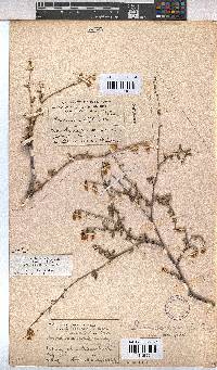 Hermannia cuneifolia var. cuneifolia image