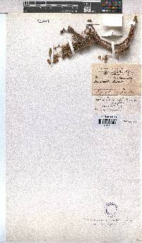 Hermannia cuneifolia var. cuneifolia image