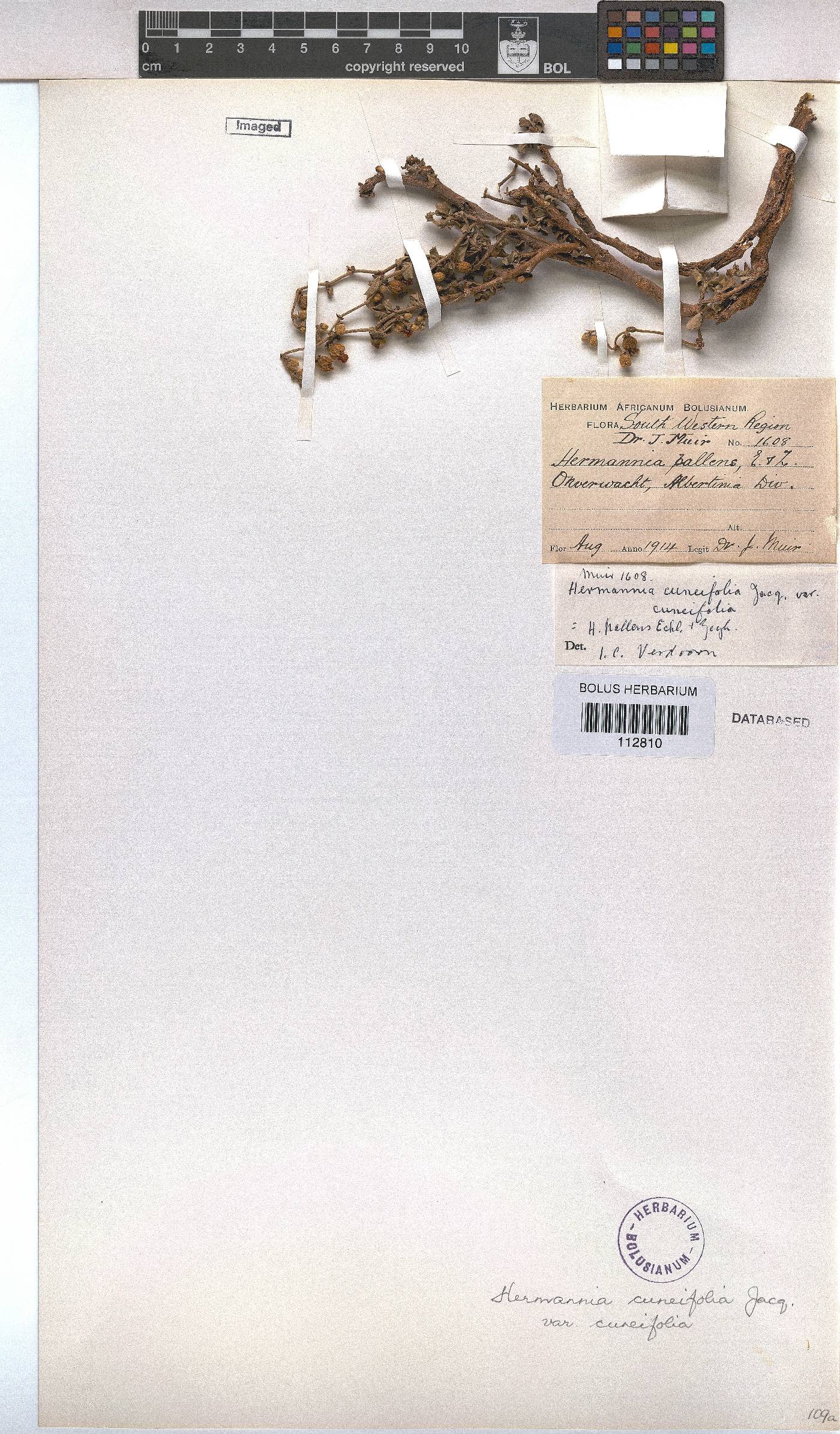 Hermannia cuneifolia var. cuneifolia image