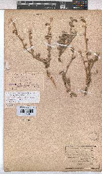 Hermannia cuneifolia var. cuneifolia image