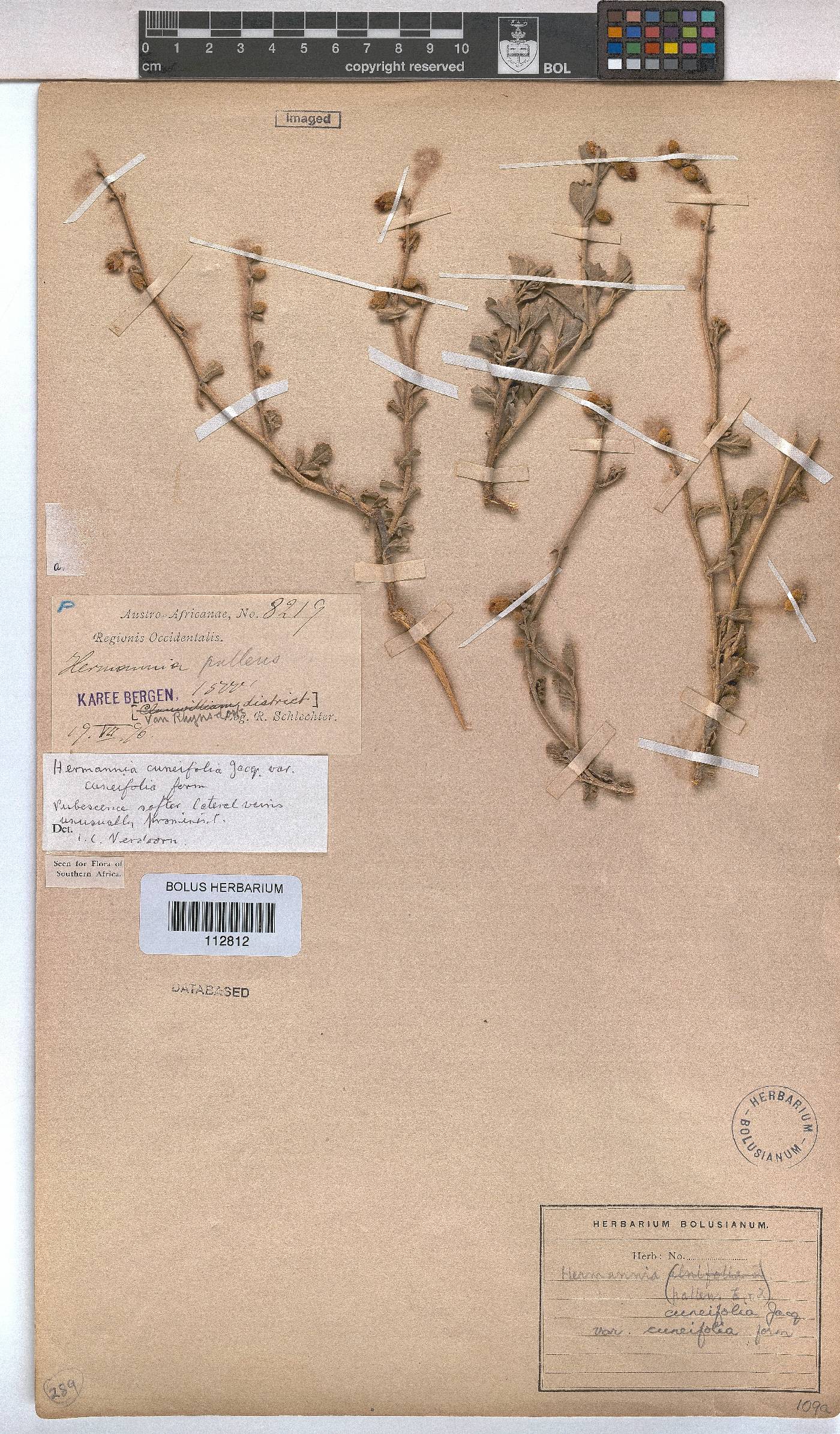 Hermannia cuneifolia var. cuneifolia image