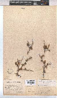 Hermannia cuneifolia var. cuneifolia image