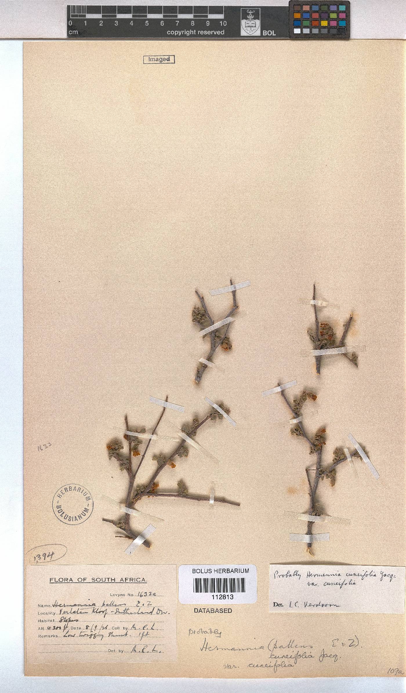 Hermannia cuneifolia var. cuneifolia image