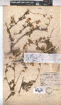 Hermannia cuneifolia var. cuneifolia image