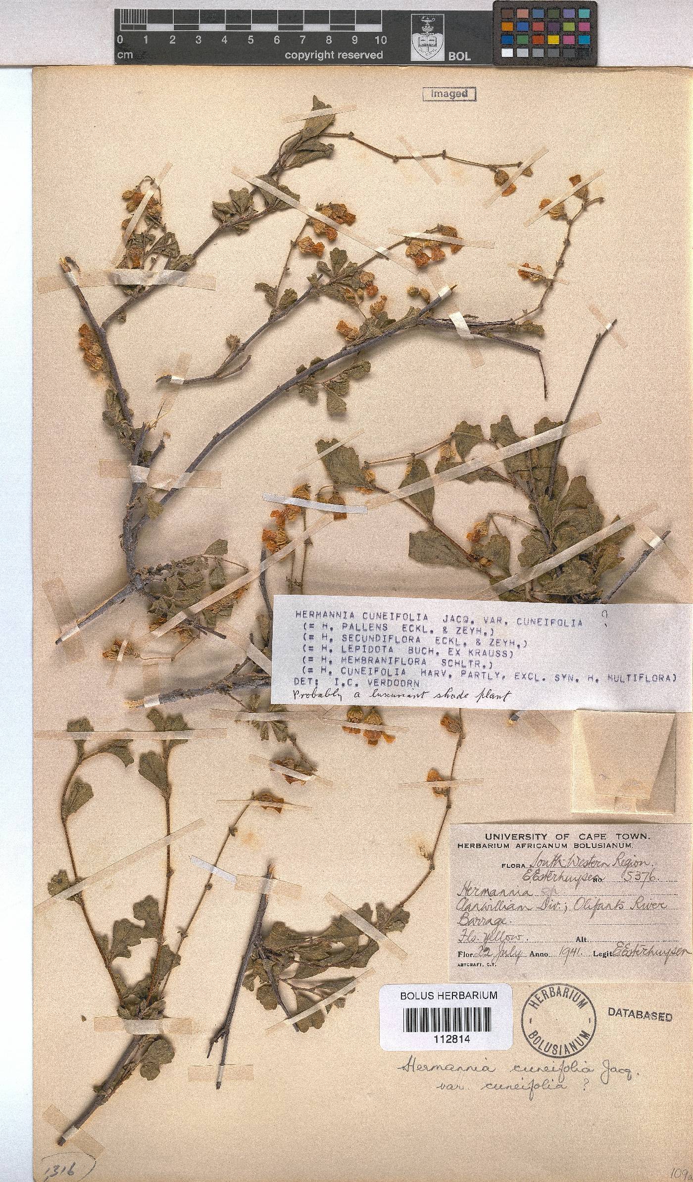 Hermannia cuneifolia var. cuneifolia image