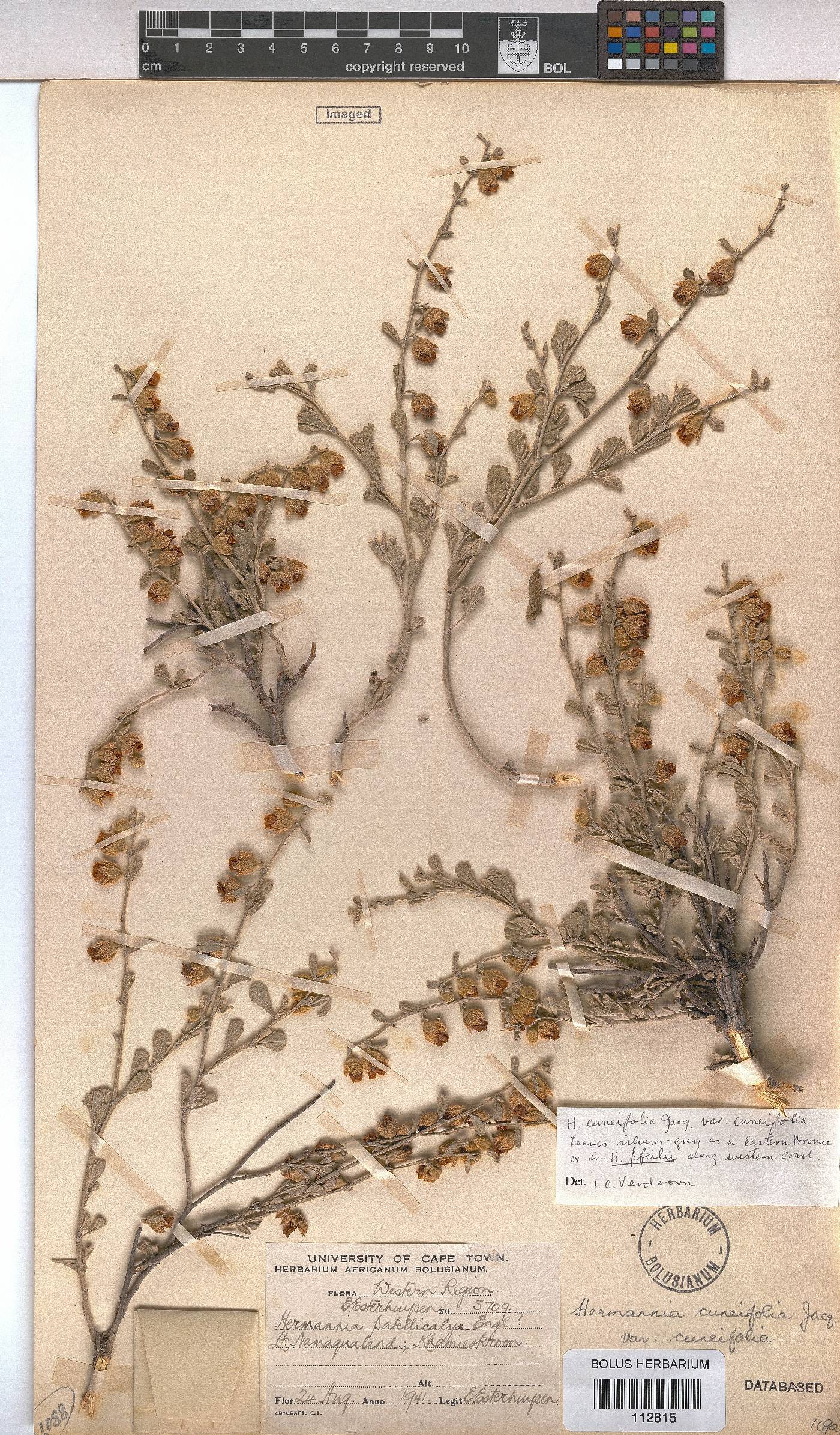Hermannia cuneifolia var. cuneifolia image