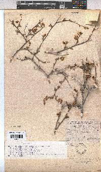 Hermannia cuneifolia var. cuneifolia image