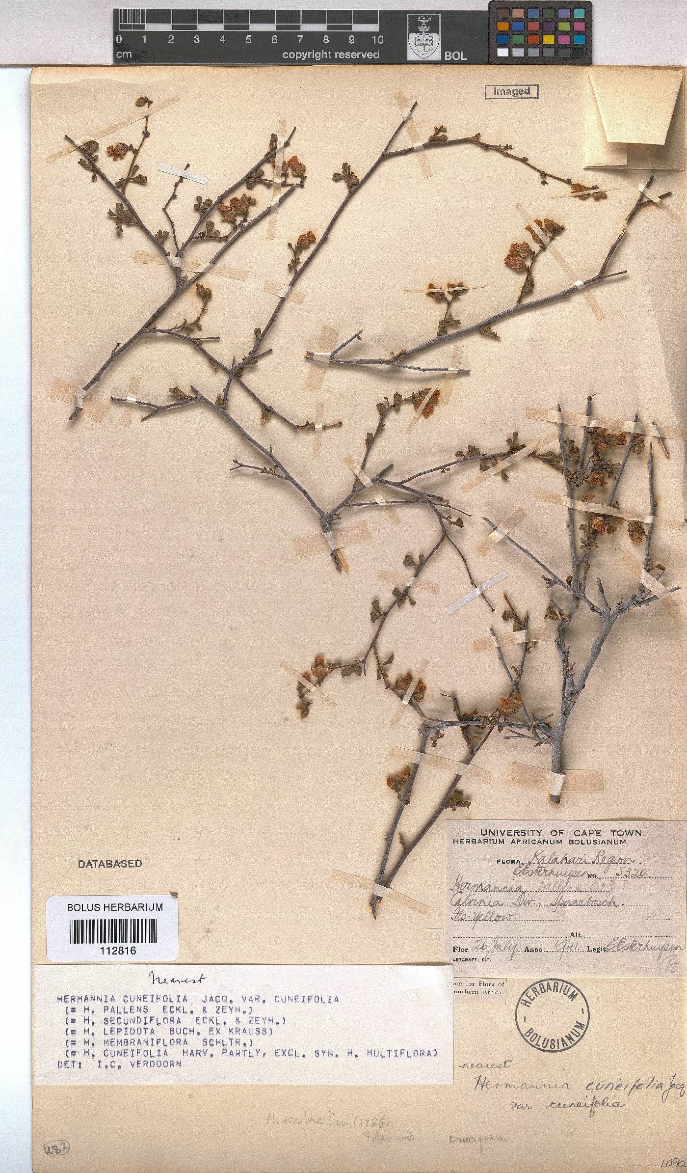 Hermannia cuneifolia image