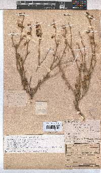 Hermannia cuneifolia var. cuneifolia image