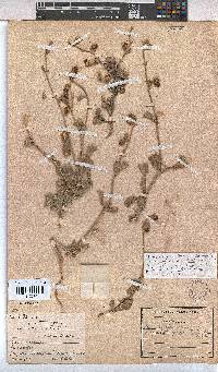 Hermannia cuneifolia var. cuneifolia image